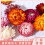 云南小雏菊材料真花