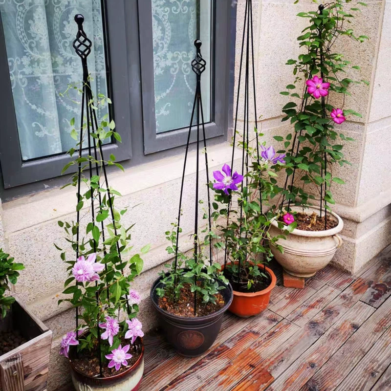 Клематисы для лазания на ротанг стеллажи