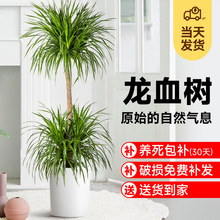 ��횘�������Զ��^��Ѫ���҃ȿ͏d���F�����Ի���ֲ���k�����辰