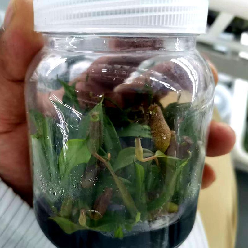 猪笼草捕蝇草瓶子草茅膏菜组培苗供应食人花生态缸多肉植物批发