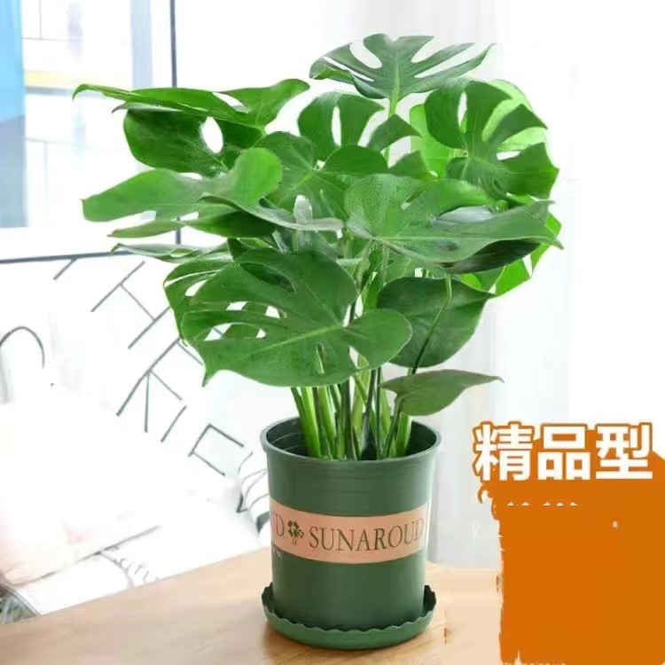 몬스테라 50- 60.3cm 개(열린 뒷면이 약간 있음) 갤런 냄비 포함