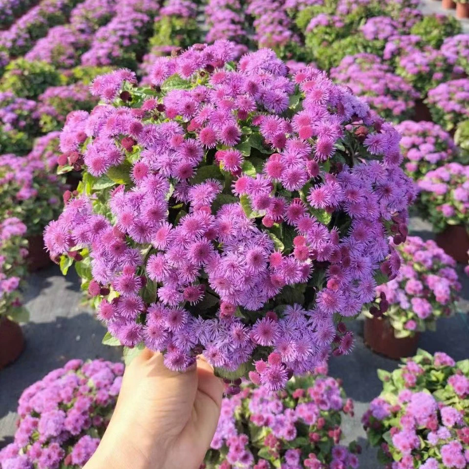 2201 база оптовая поставка