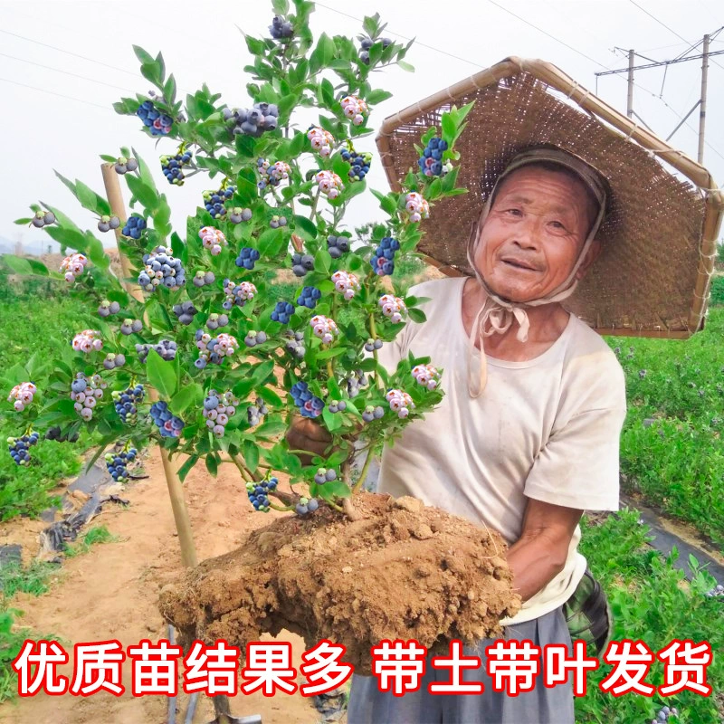 Рассада плодов черничного дерева с цветочным бутоном Рассада черники Посадка на юге и севере Кроличий глаз Большой балкон Результаты рассады в горшках года