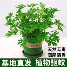 ��ò������҃���������С�Gֲ����ͥԺ���~���ÿ����ܷ����xֲ��