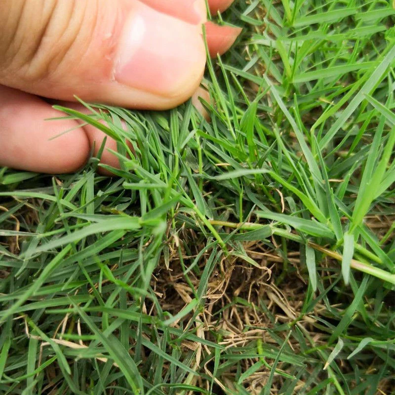 Семена газона Вечнозеленый Райграсс Манила Bermudagrass Двор Защита склона Озеленение Семена травы