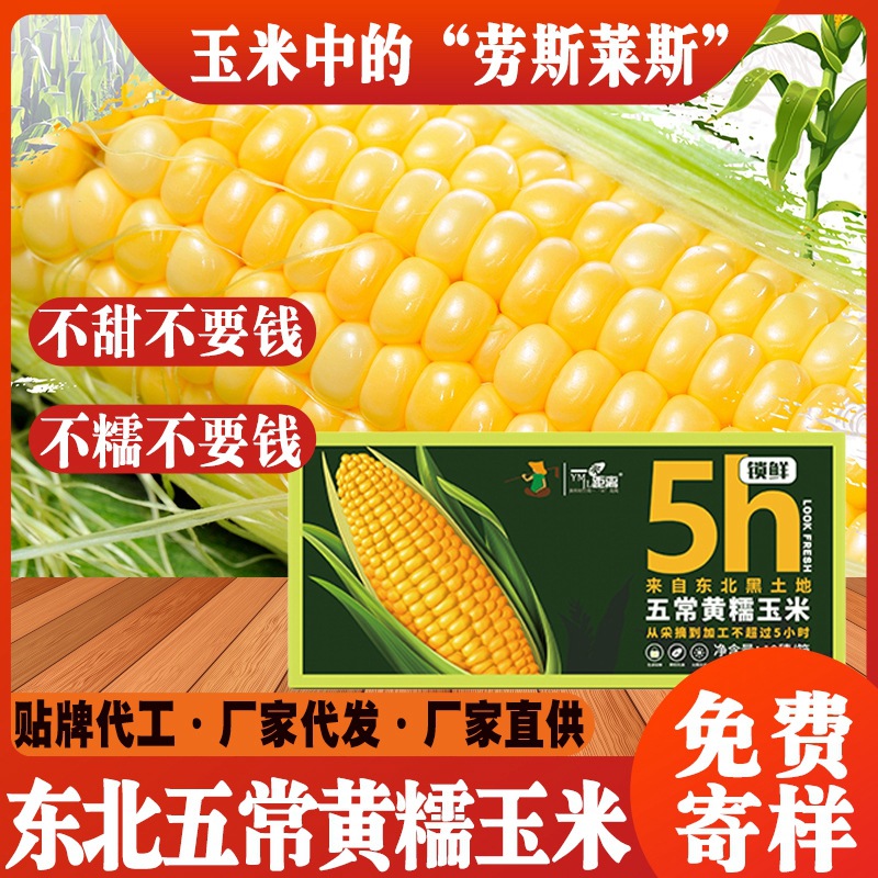 东北黑龙江五常黄糯玉米甜玉米厂家批发代发水果玉米五谷杂粮