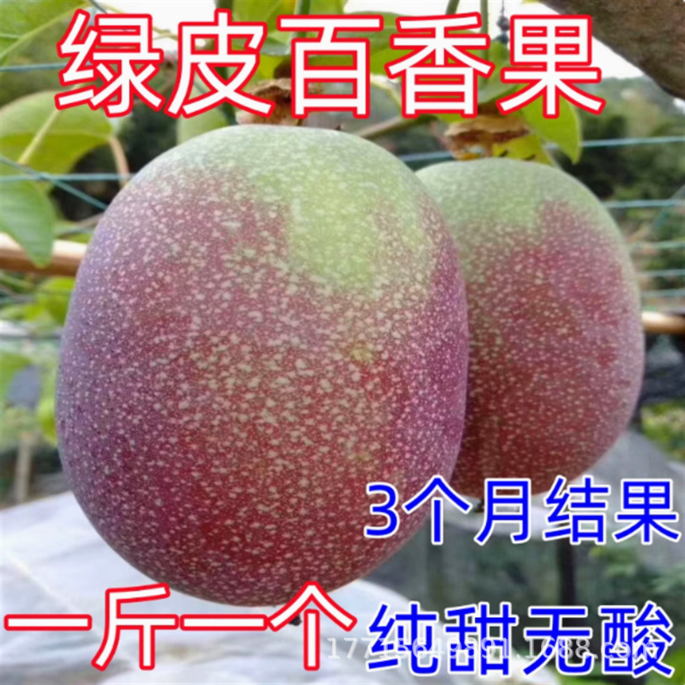 钦蜜9号 黄金百香果 嫁接 容器苗 鸡蛋果 西番莲果树苗 基地批发