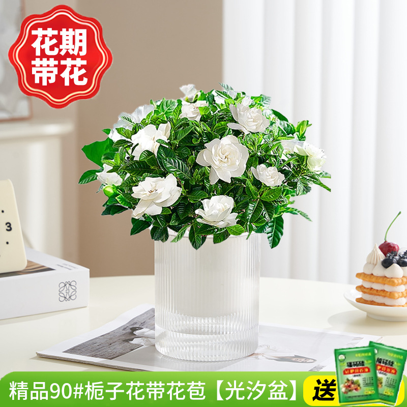 부티크 90#치자나무 개화기(광조수분지)에 영양액을 공급