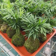 袖珍椰子趣味绿植室内好养的散尾葵盆栽夏威夷竹子观叶凤尾竹