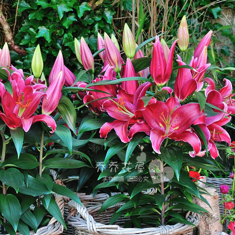 Духи Лили Шарики Карликовые горшечные растения серии Sunshine серии Несколько сортов 3 упаковки в наличии