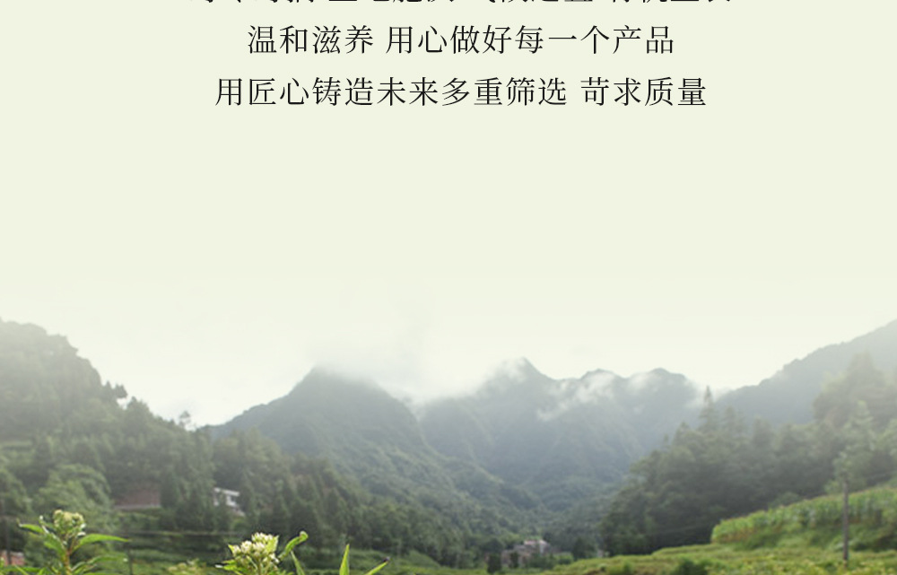 Gan Huang Cao Tea Bags 50g Canister Dried Penthorum chinense Pursh Leaves Herbal Infusion key features