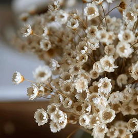 鲜花花艺制品;永生花;干花