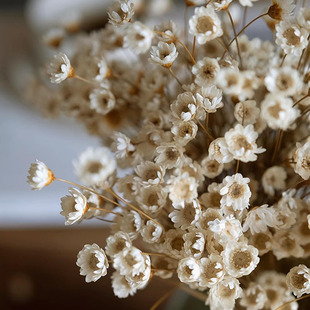 Brazil small star flower small bouquet small daisy mini flower decorative lipstick cosmetics aromatherapy floating flowers dried flowers