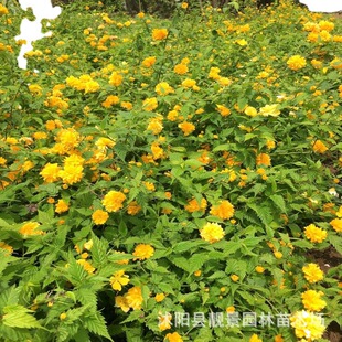 ���ͥԺ�G�� �o�¾G����Ĺ��� ���w�������l���������ľ