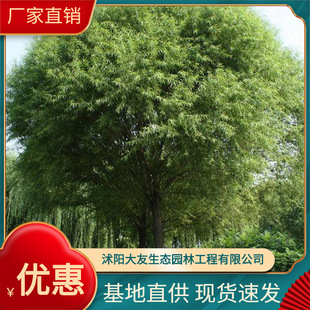 �������N����ֲ���z�^�� ����ֱ�N   ֱ����