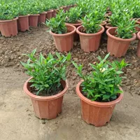 Растение в горшке Gardenia с горшком и почвой, зеленое растение в горшке, средство от комаров, легко поддерживать в любое время года, очищает воздух, можно содержать в помещении и на улице.