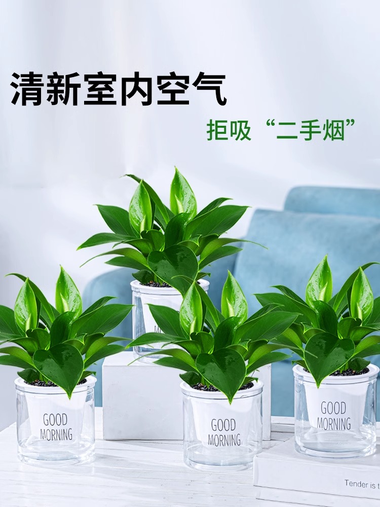 25-30cm 황금 다이아몬드 화분 4개 + 굿모닝 화분 4개 + 영양액 [화분 4개 특가]