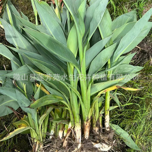 Supply 30- 80cm Aquatic Canna Wetland Greening Canna Seedlings Large Concessions