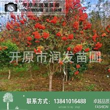 百花花楸1-12公分 开原百花花秋树苗 水榆花楸 规格齐全 花楸小苗