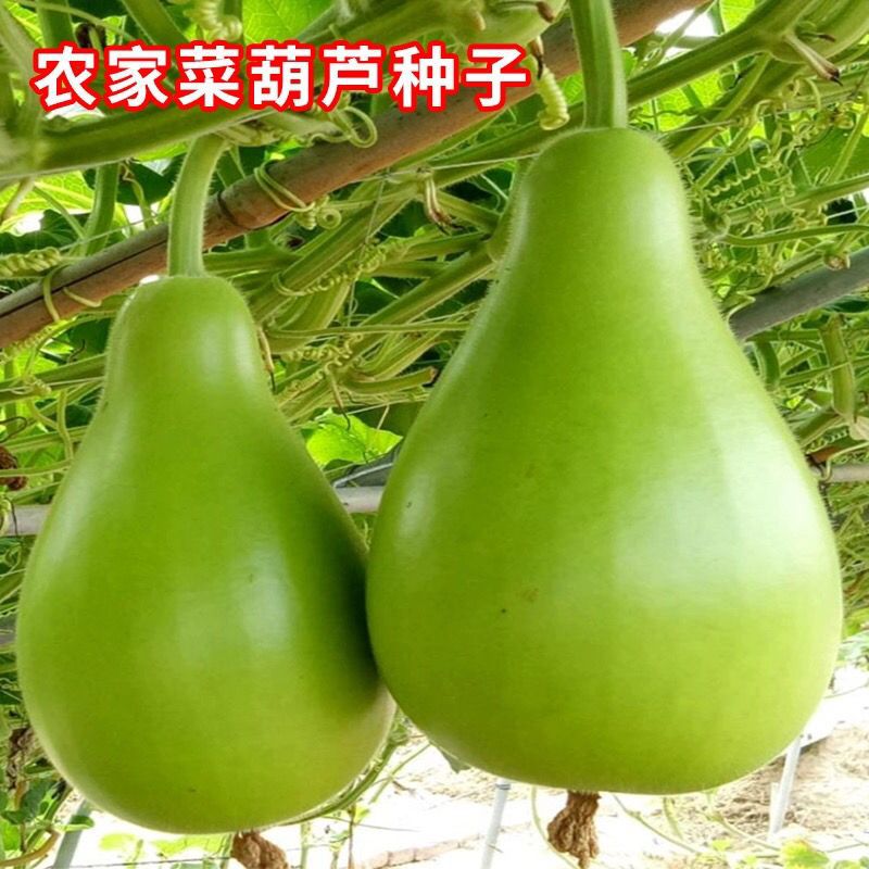 农家菜葫芦种子水瓢胡芦大葫芦籽四季观赏开瓢菜用葫芦特大号易种