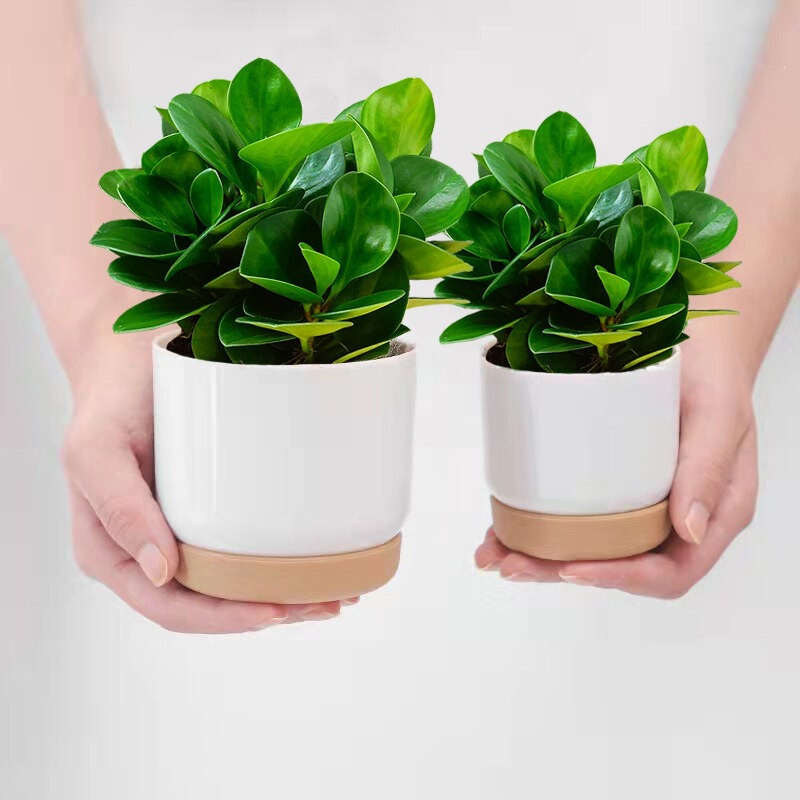 Jade Bonsai Indoor Green Plant, Pothos Green, Formaldehyde-Removing, Living Room Tabletop Green Plant, Evergreen All Year Round, Purifies the Air Jade Bonsai Indoor Green Plant, Pothos Green, Formaldehyde-Removing, Living Room Tabletop Green Plant, Evergreen All Year Round, Purifies the Air