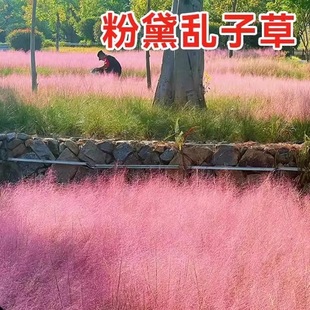 Fendai Grass Seeds Are Sown in All Seasons and Are Easy to Live Perennial Ornamental Courtyard Hairy Grass Flower Sea Flower Seeds
