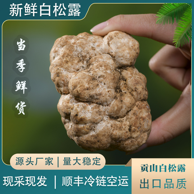 云南高黎贡山新鲜白松露当天采摘产地直发一件代发货源充足