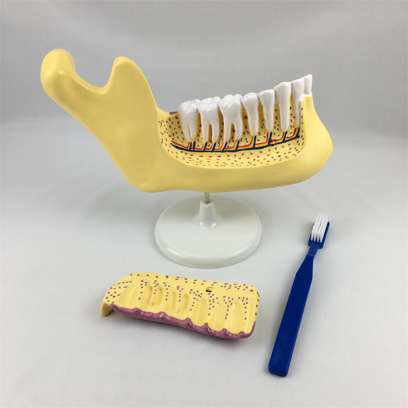 牙列及磨牙解刨模型 J33221 PVC制作 生物教学仪器医用实验