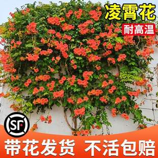 ���������ٴ����ɫֲ���ļ����ܾGֲ�Ϙ�ͥԺ�̨���̻��������A