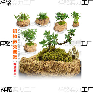 ��ˮʯ��ˮʯ�[��ԭʯ��ʯ��������΢���^̦�\��Ʒ����ֲ��С����