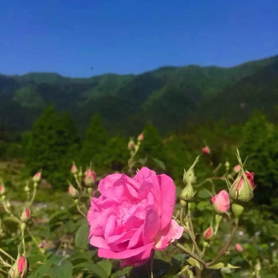 云南基地大马士革玫瑰纯露自产自销批发玫瑰细胞液厂家