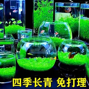 ˮ�ݷN�����B����ƿ��ֲ��N��������ˮ��Gֲ���bݸ��~���쾰