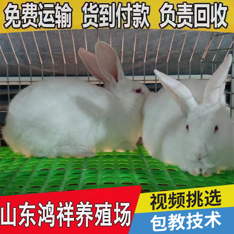 conew_u=2877637450,3694067317&