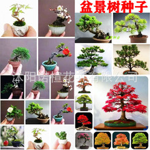 盆景树种子黑松种子跨境松树种子 盆景种子家庭观赏盆栽植物种子