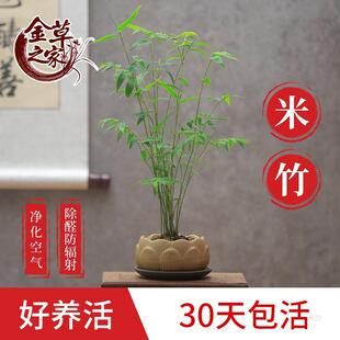 米竹盆栽凤尾竹耐阴植物小型竹子苗带根室内水养观赏竹苔藓球盆景-阿里巴巴