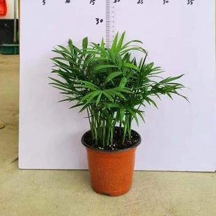 Miniature Landscape Mini Plants, Pocket-Sized Coconut Potted Plants, Small and Luxurious Coconut Poinsettias, Hawaiian Small Flower Seedlings, Easy to Care for