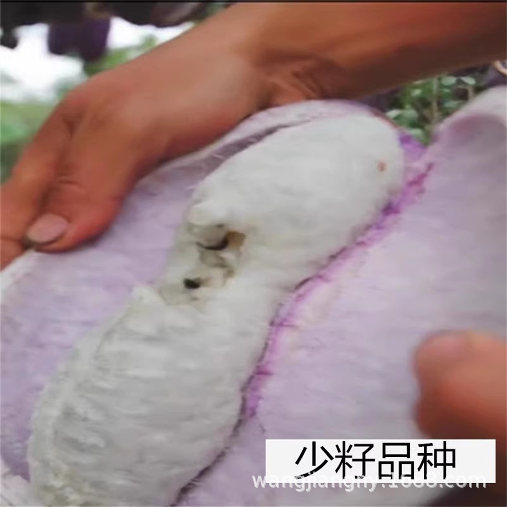 茄红香蜜瓜果树苗无籽八月炸瓜苗四季种植三叶木通南方八月瓜树苗