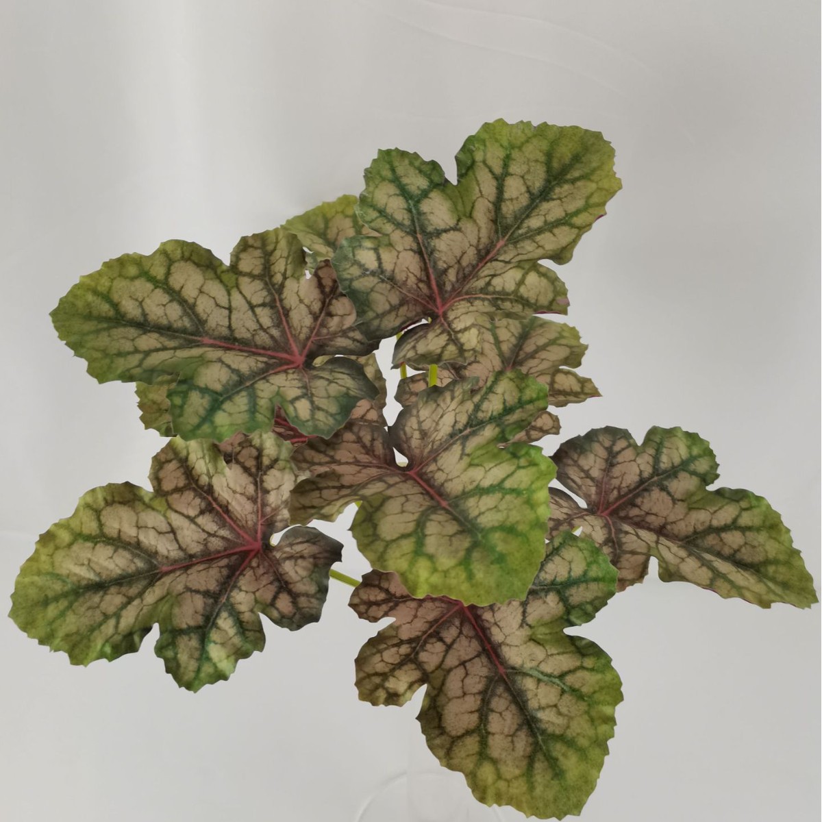 Preferencia personalizada imitación verde imitación flor tortuga árbol roble árbol de hierro viajero de plátano hoja de arpín cola de bambú anchoa