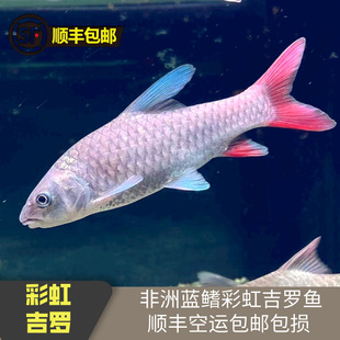 ���޲ʺ缪�_ �ʺ缪�_�~ ��Ʒϡ�м��_ ���_�~���w ���]�������