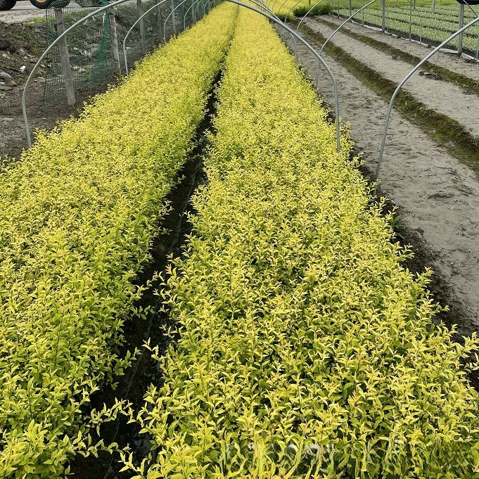 Оптовая продажа крупных и мелких чашек Ligustrum lucidum, Ligustrum ovalifolium и Ligustrum lemon от базы.