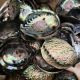 500g of peeled abalone