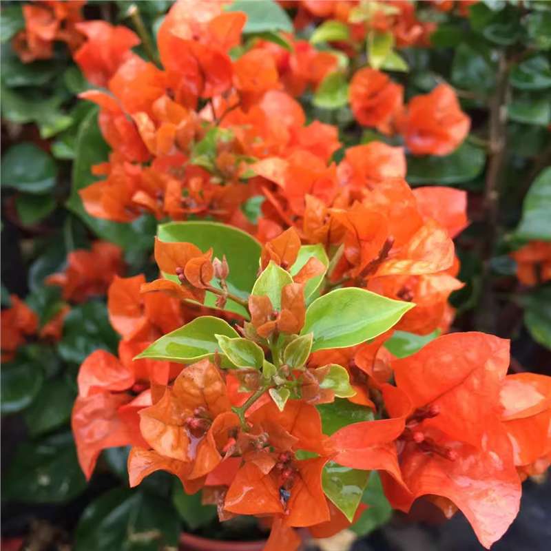 9.9 Flores frecuentes variedades de ciruela triangular en maceta jardín de plántulas es bueno para alimentar las plantas de vid de flores image 12