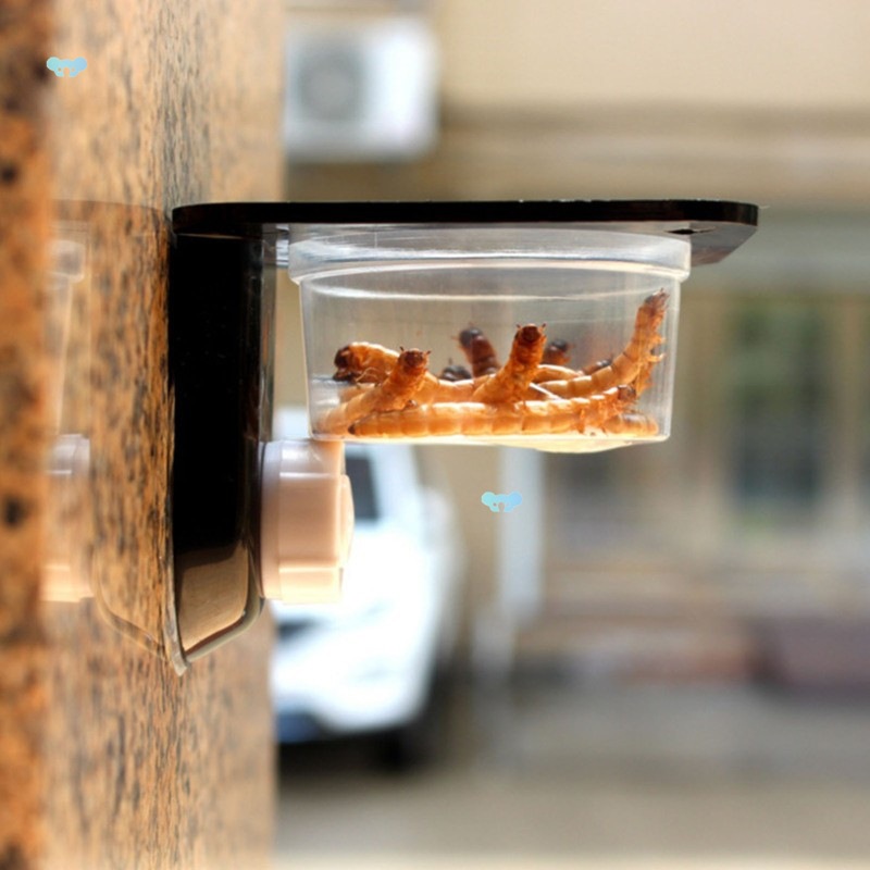 Black Plastic Gecko Feeder Ledge Reptile Food Bowls and跨境|ru