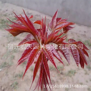 Edible Toon Saplings Red Oil Toon Saplings All Year Round Toon Saplings Fresh Toon Tree Potted Toon Tree Large Saplings