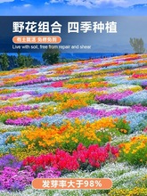 野花组合四季种植开花室外庭院格桑花花籽太阳花种子易活花种籽子
