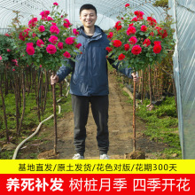 һ�����l�䘶�¼������ش�ͥԺ�̨�Gֲ���ļ��_�����Ի���