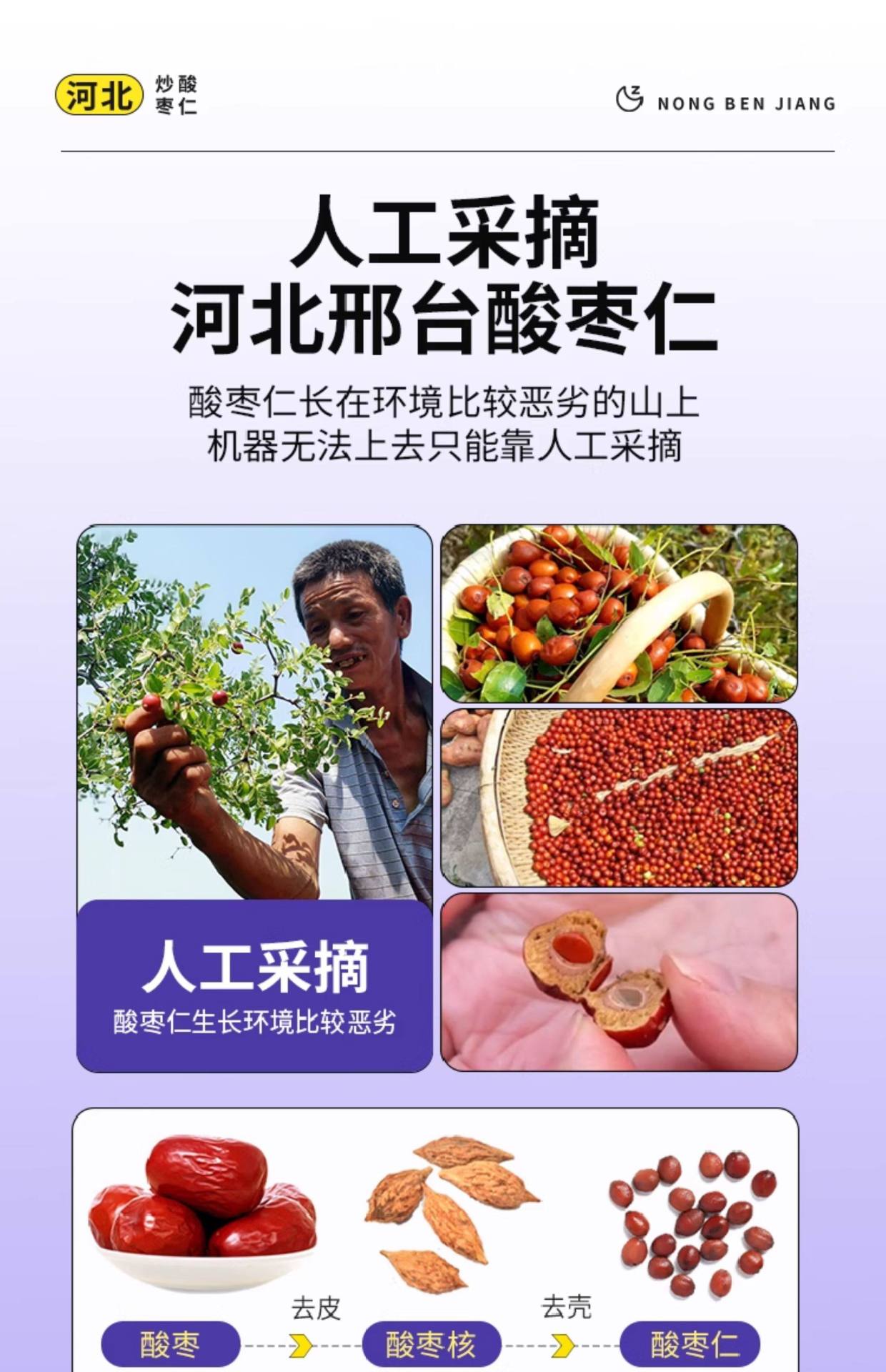 Roasted Wild Jujube Seed Suan Zao Ren 500g Dried Herb for Traditional Tea and Soup overview