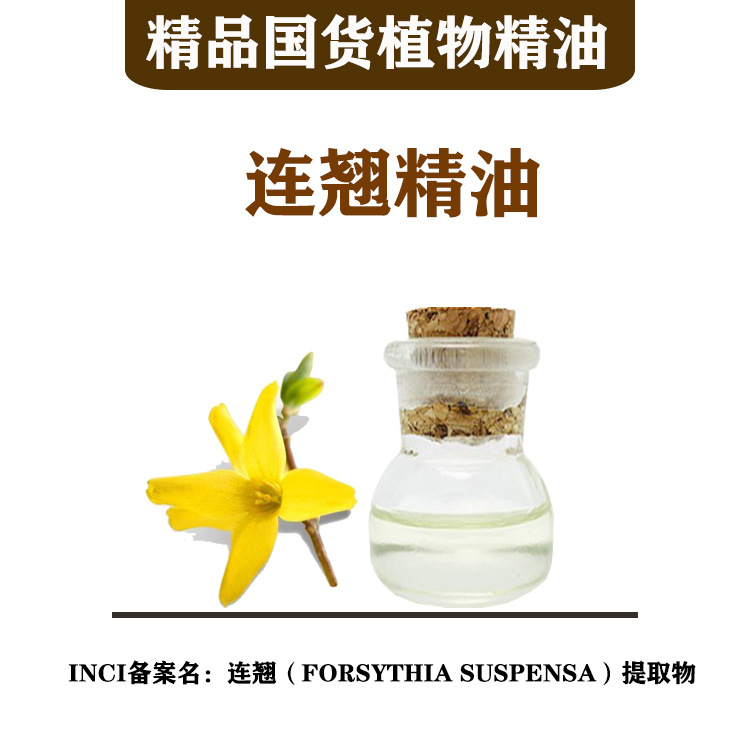 批发植物精油 连翘植物精油 连翘（FORSYTHIA SUSPENSA）提取物