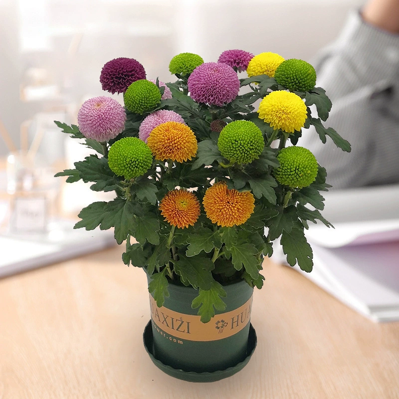 Большая хризантема в горшке с цветочным горшком, цветет в любое время года, хризантема с бутонами, легко ухаживает за комнатными зелеными растениями и цветами на балконе.