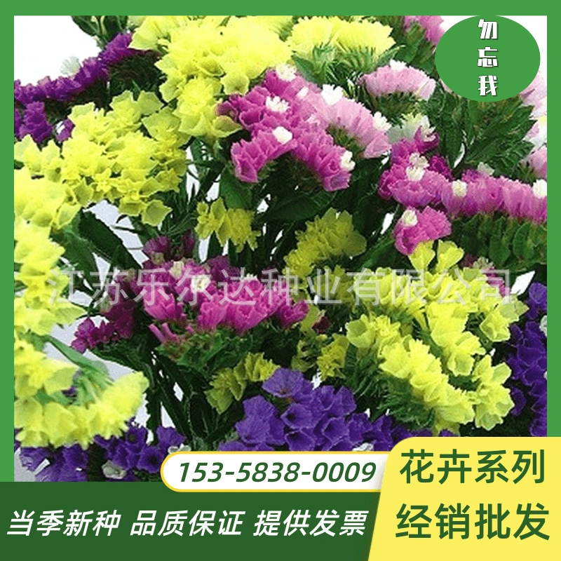 Забудьте-не семена цветов Four Seasons легко выращивать цветение открытый двор балкон легко жить сушеные цветы в горшках срезанные цветочные семена